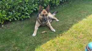 250602_Wem gehoert dieser Schaeferhund