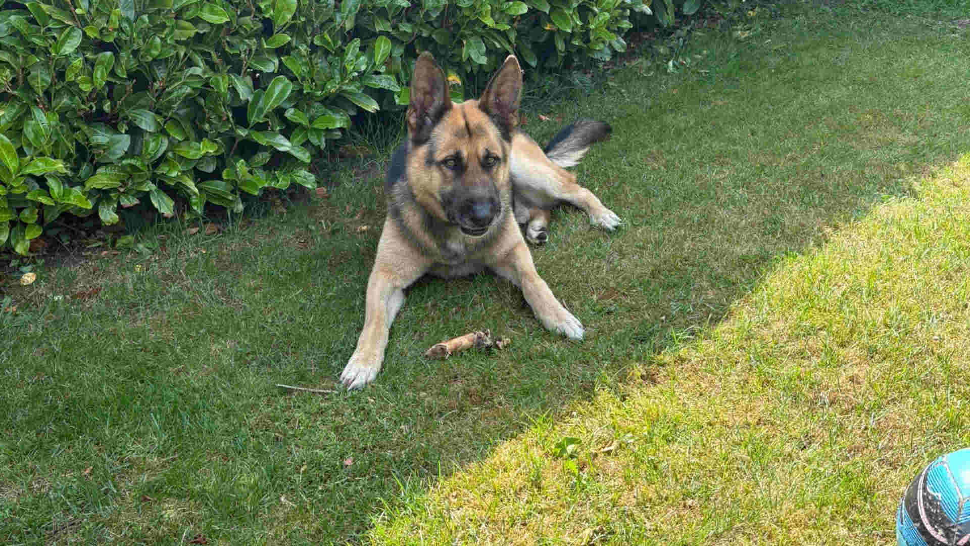 250602_Wem gehoert dieser Schaeferhund