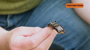 Screen_20250624_TagdesoffenenGartens