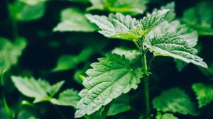 Symbolbild_Brennnessel