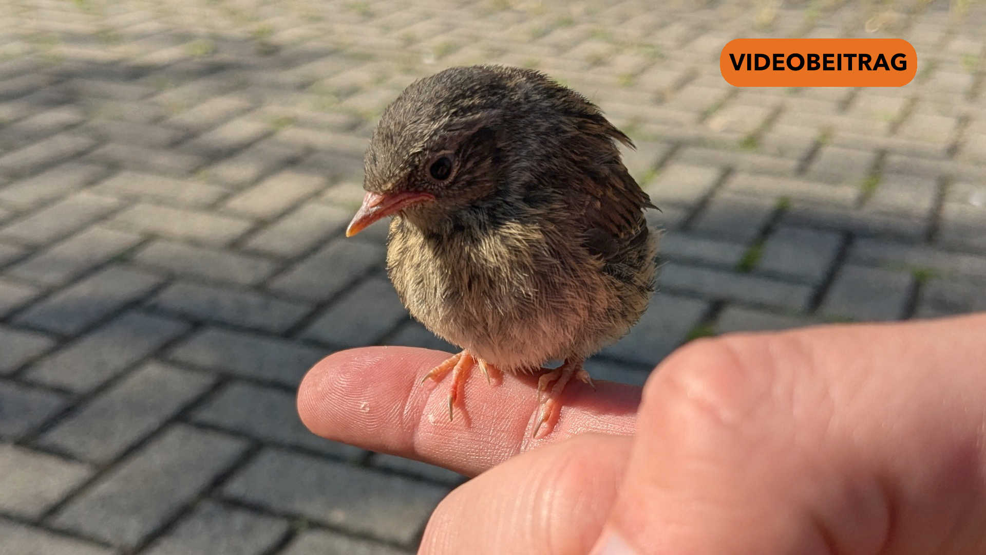 WiekönnenwirVögelnhelfen