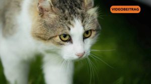 25 07 23 Katzen SCREEN