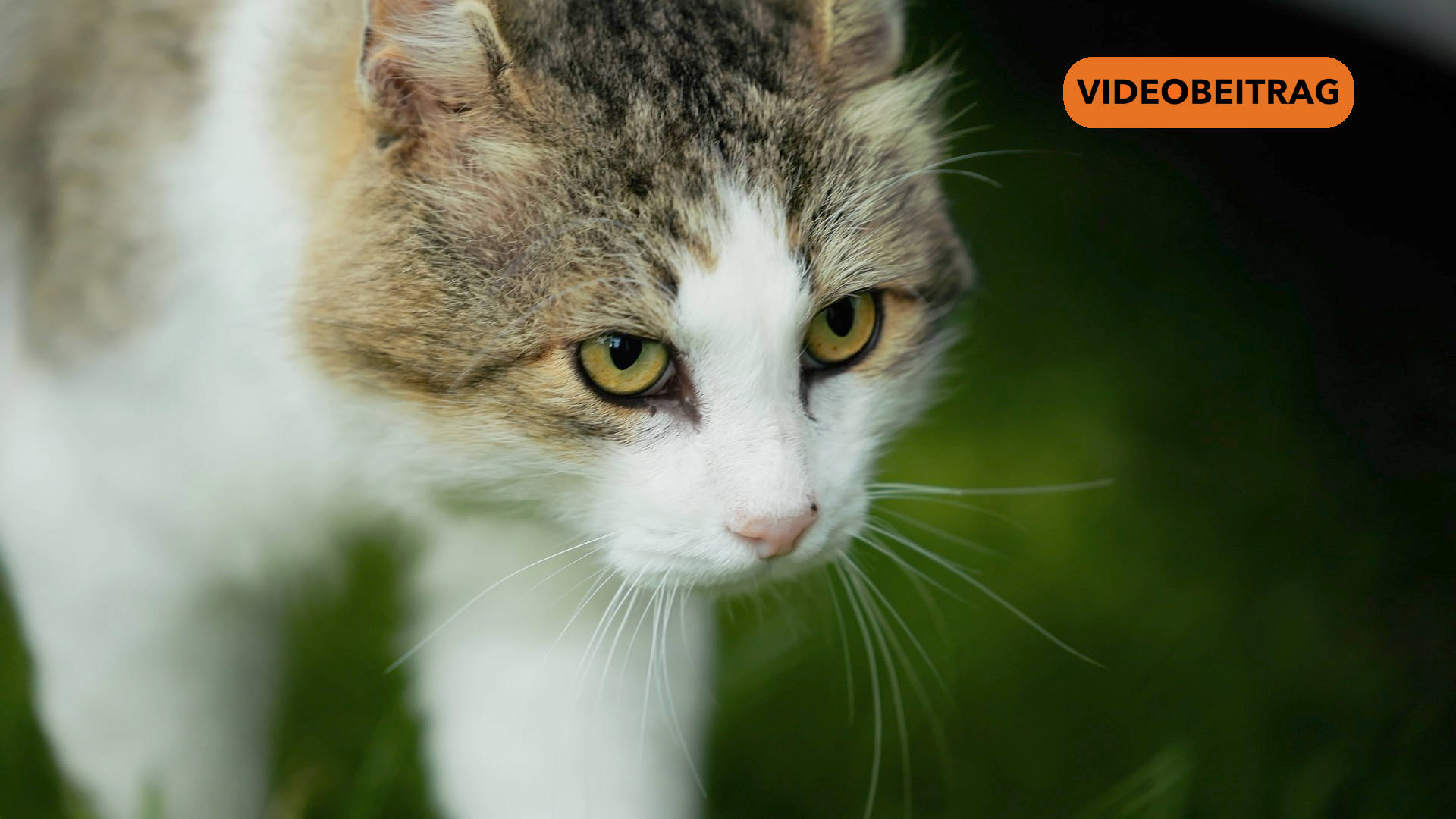 25 07 23 Katzen SCREEN