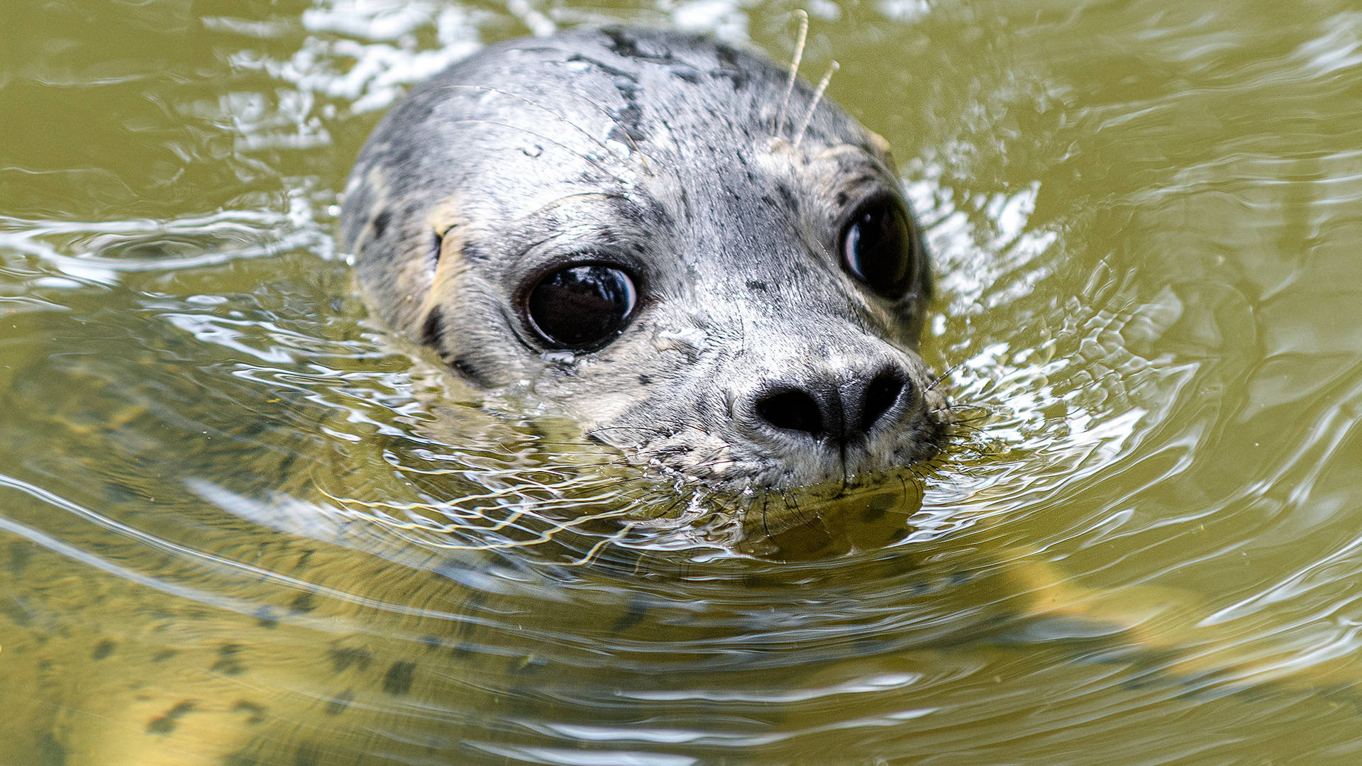 25 07 28 Seehund Nachwuchs SCREEN