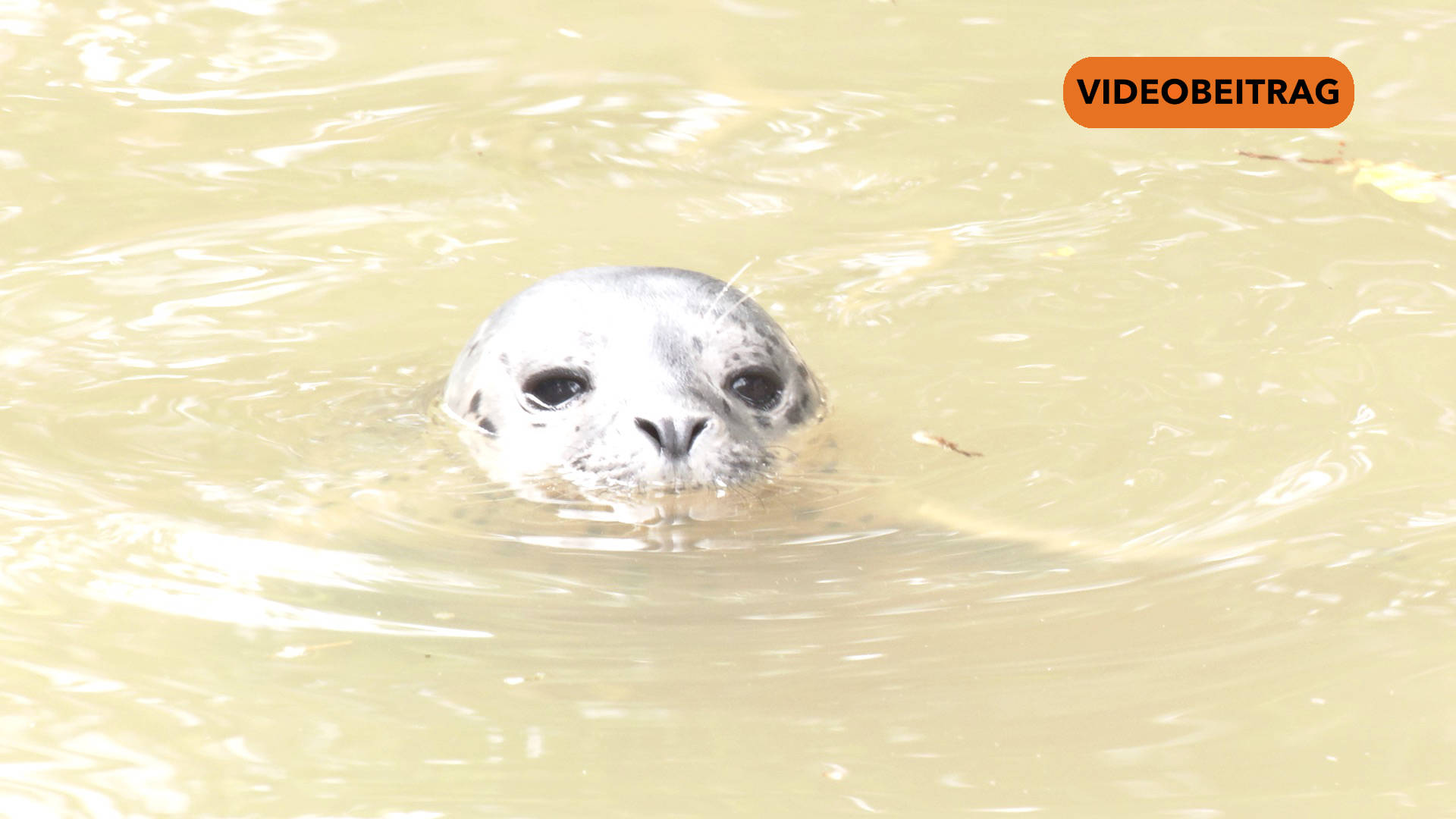 25 07 30 Seehund SCREEN