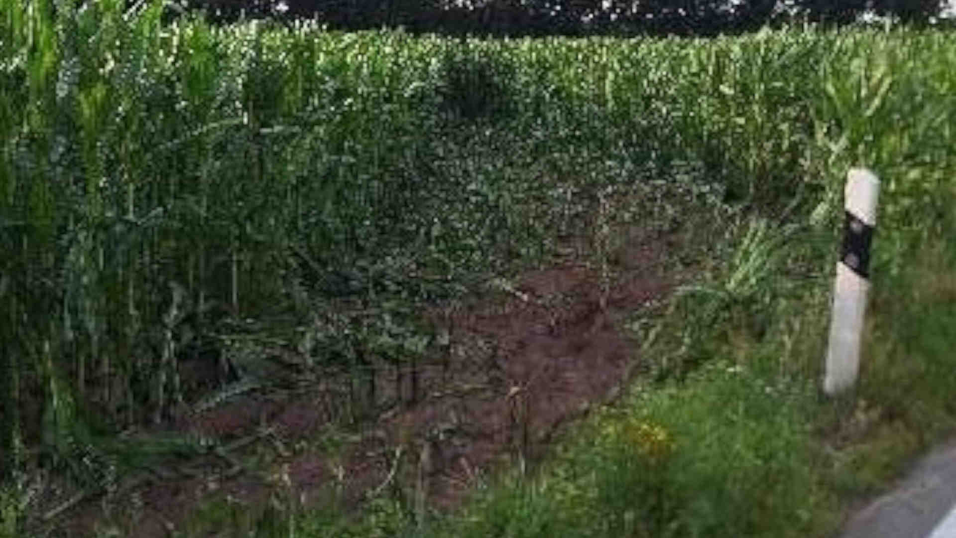 250716_Wer hat sich ins Maisfeld verirrt