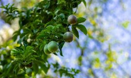 Obstbaum