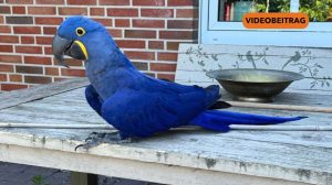 Screen_25 07 18 Ara Tao verschwunden