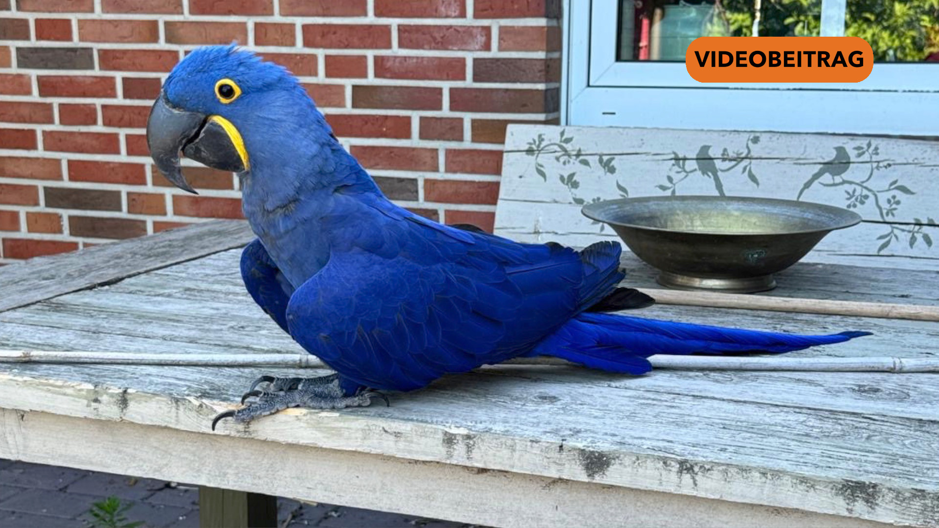 Screen_25 07 18 Ara Tao verschwunden