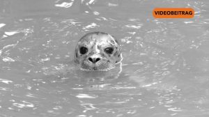 25 08 19 Tiernachwuchs Seehunde SCREEN