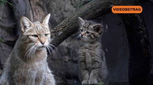 Screen 25 08 11 Wildkatzenegehege