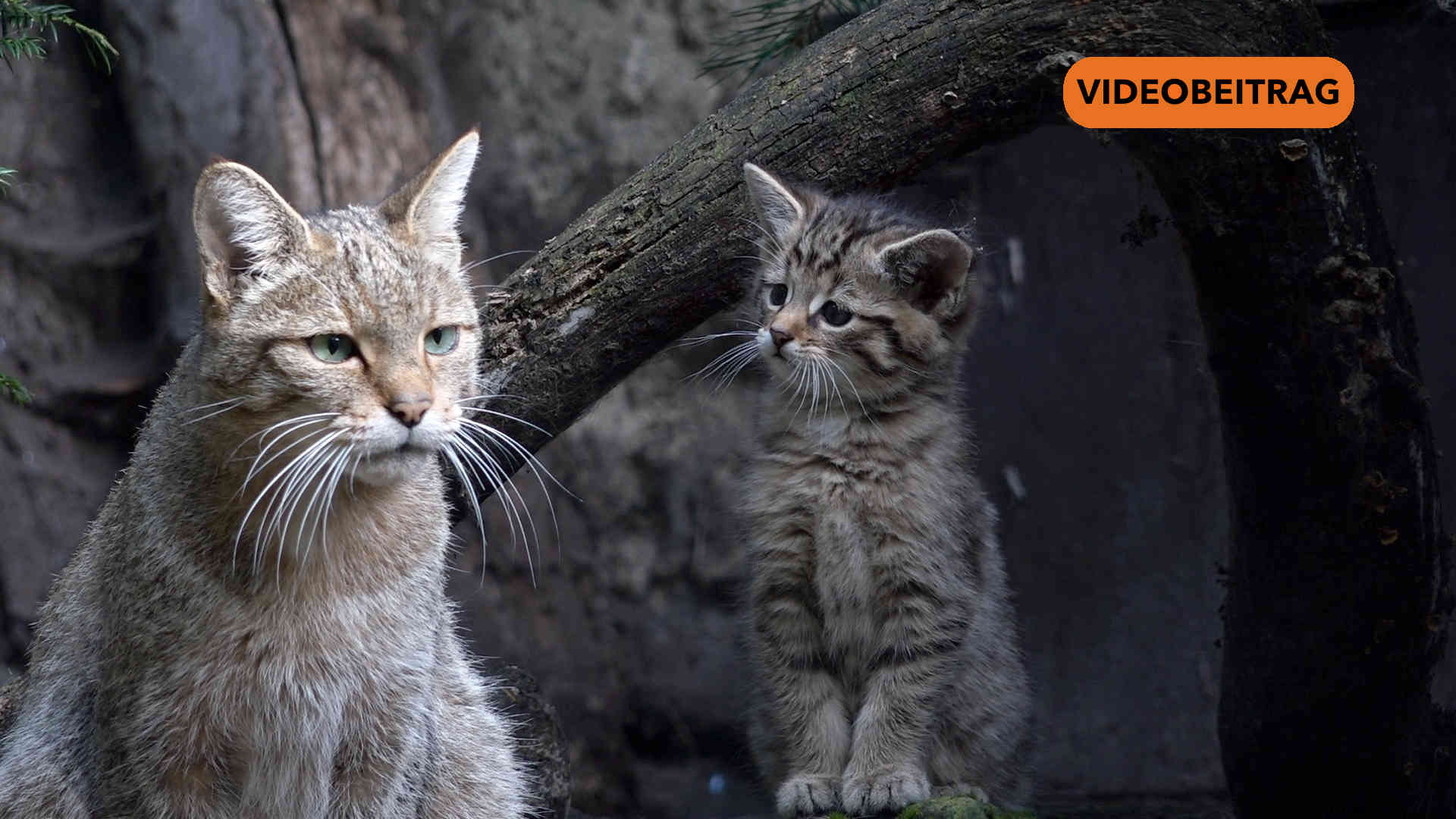 Screen 25 08 11 Wildkatzenegehege