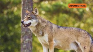 Screen_20250804_Wolf