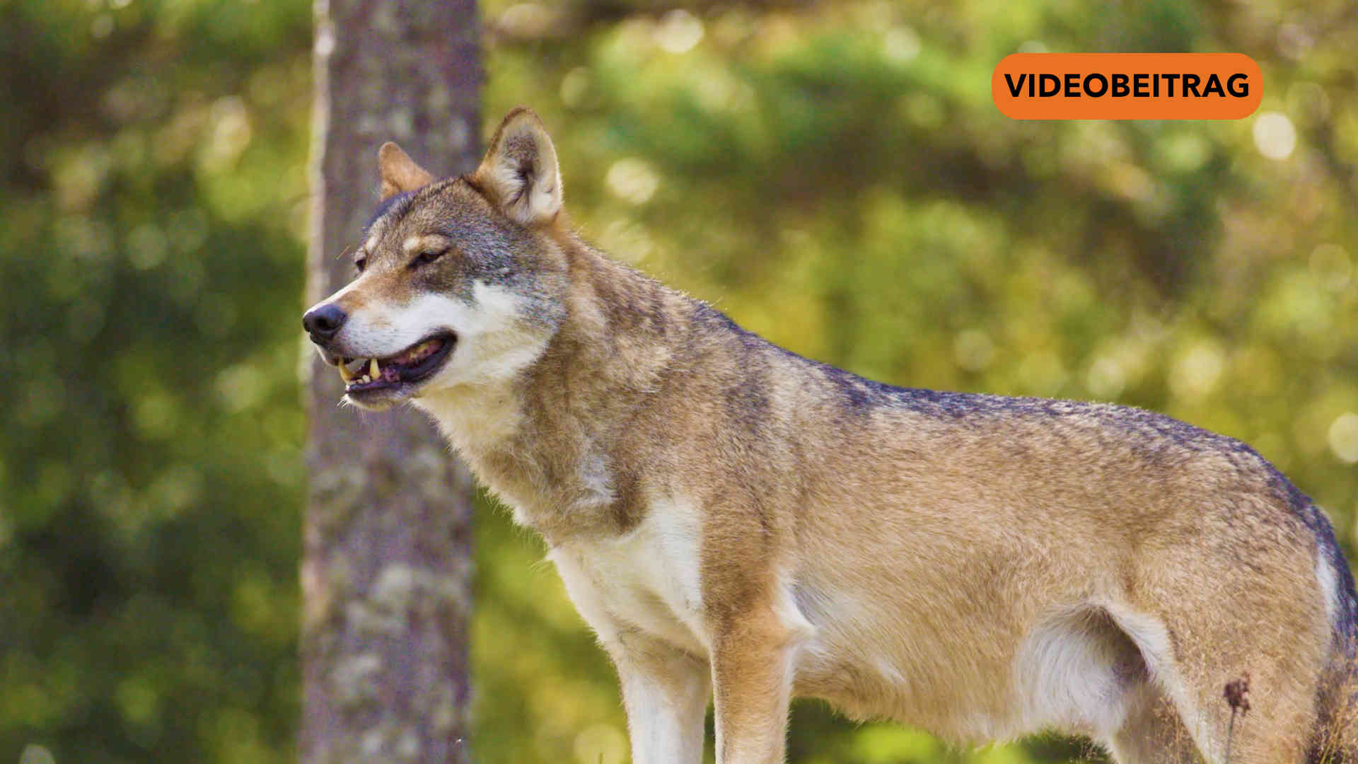 Screen_20250804_Wolf