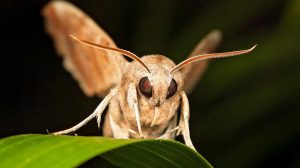 250904_Naechtliches Leben im Biener Busch