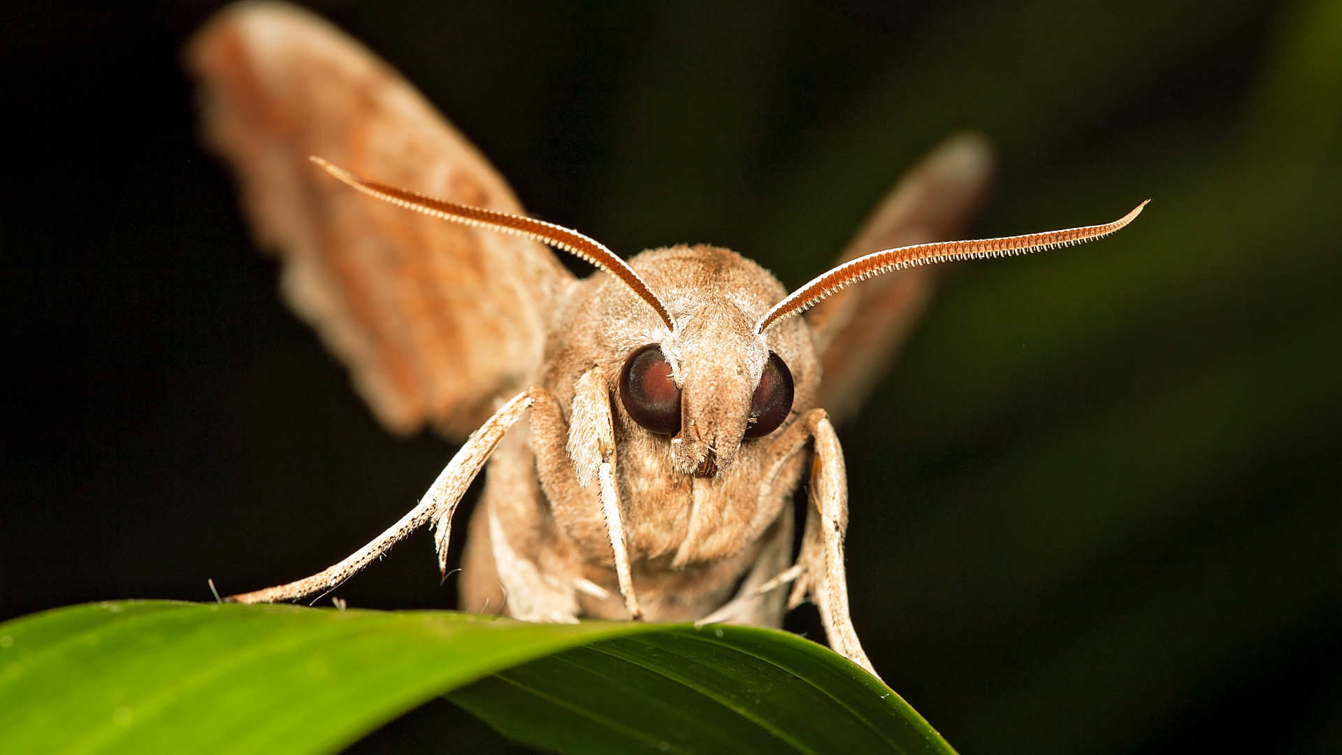 250904_Naechtliches Leben im Biener Busch
