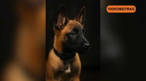 Screen_25 09 16 NiF Polizeihund