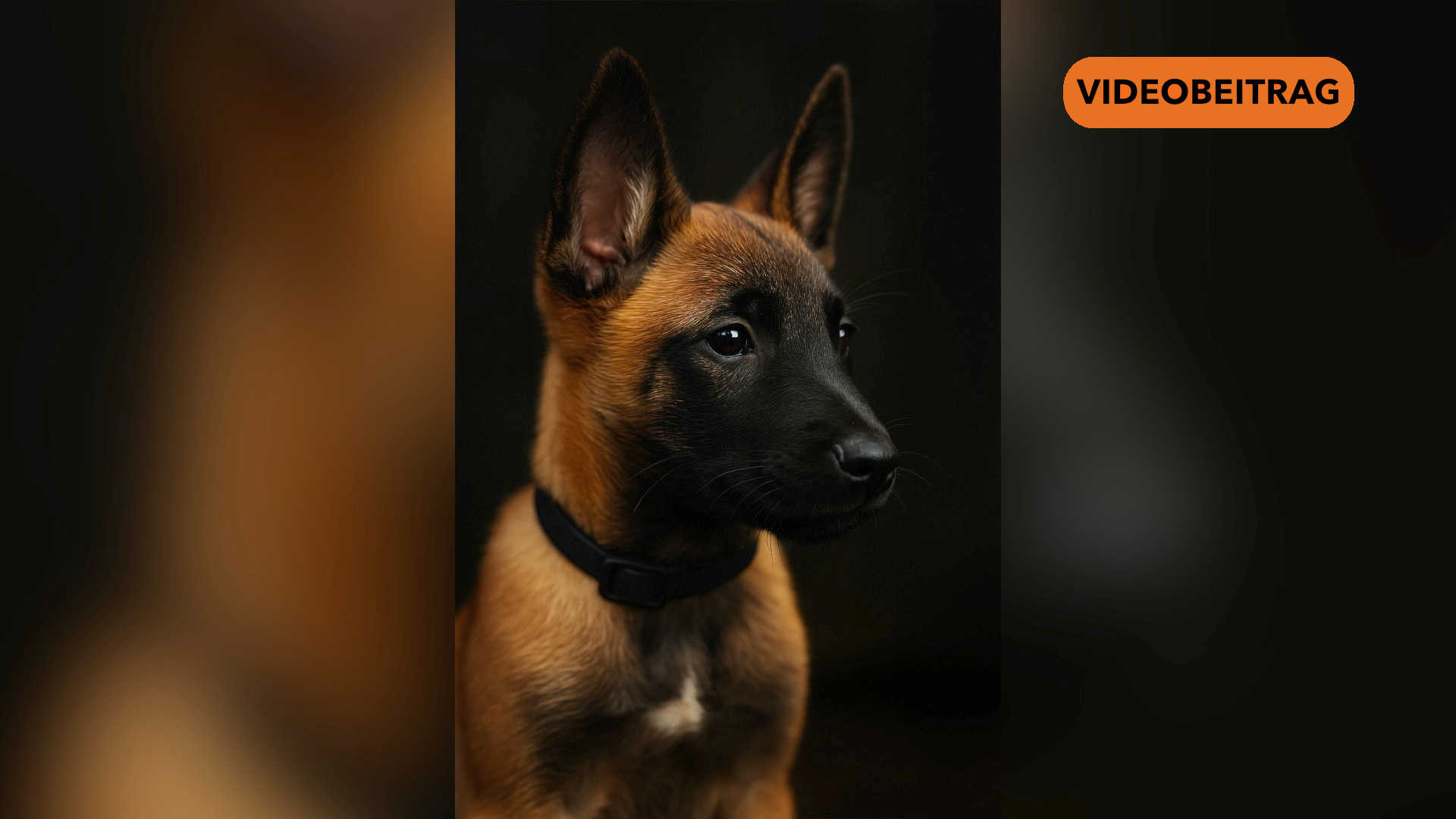 Screen_25 09 16 NiF Polizeihund