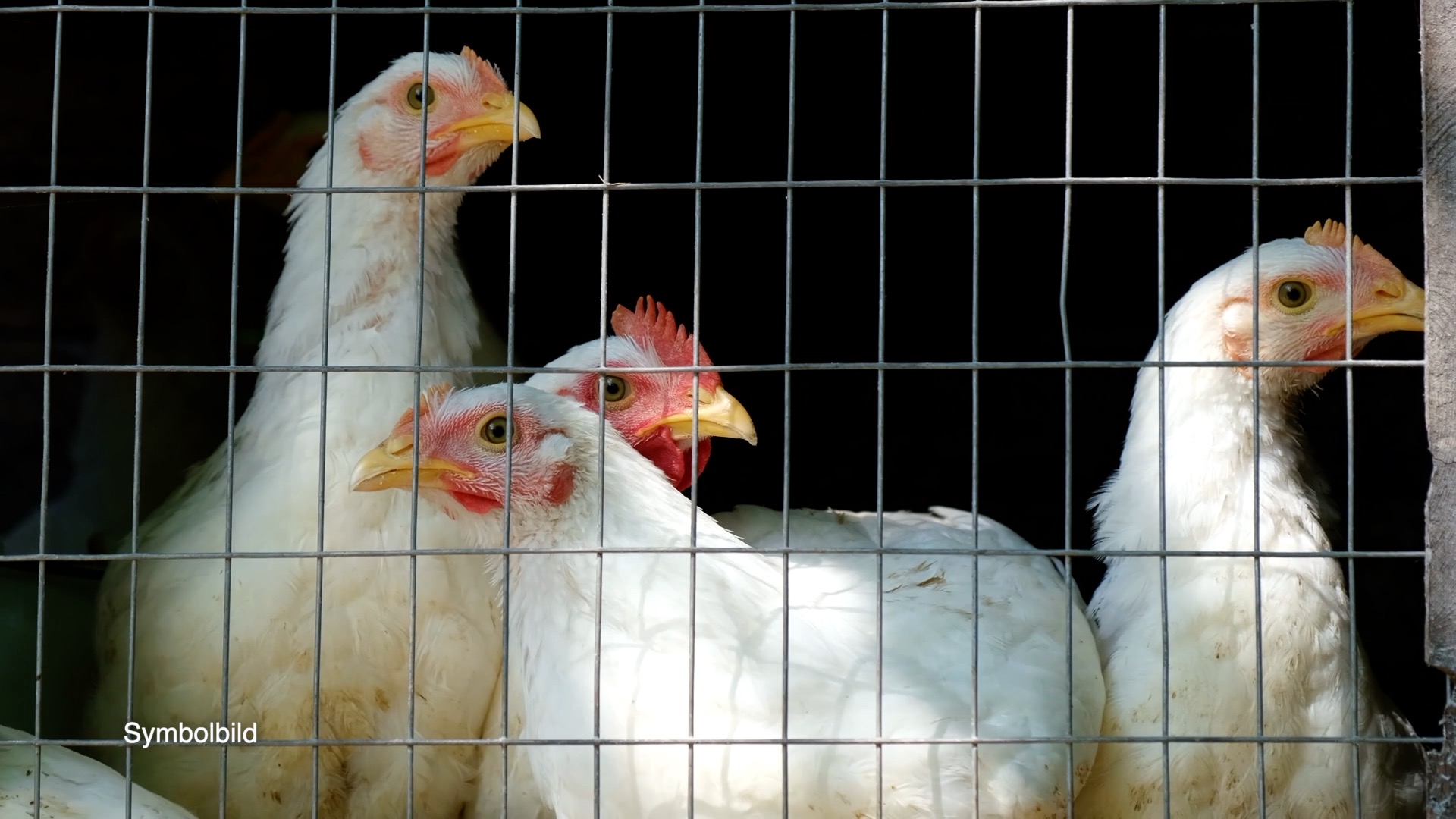 25 10 27 Vogelgrippe screen