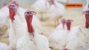 Screen_20251030_Vogelgrippe