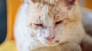 Screen_251028 Tote Katze Idafehn