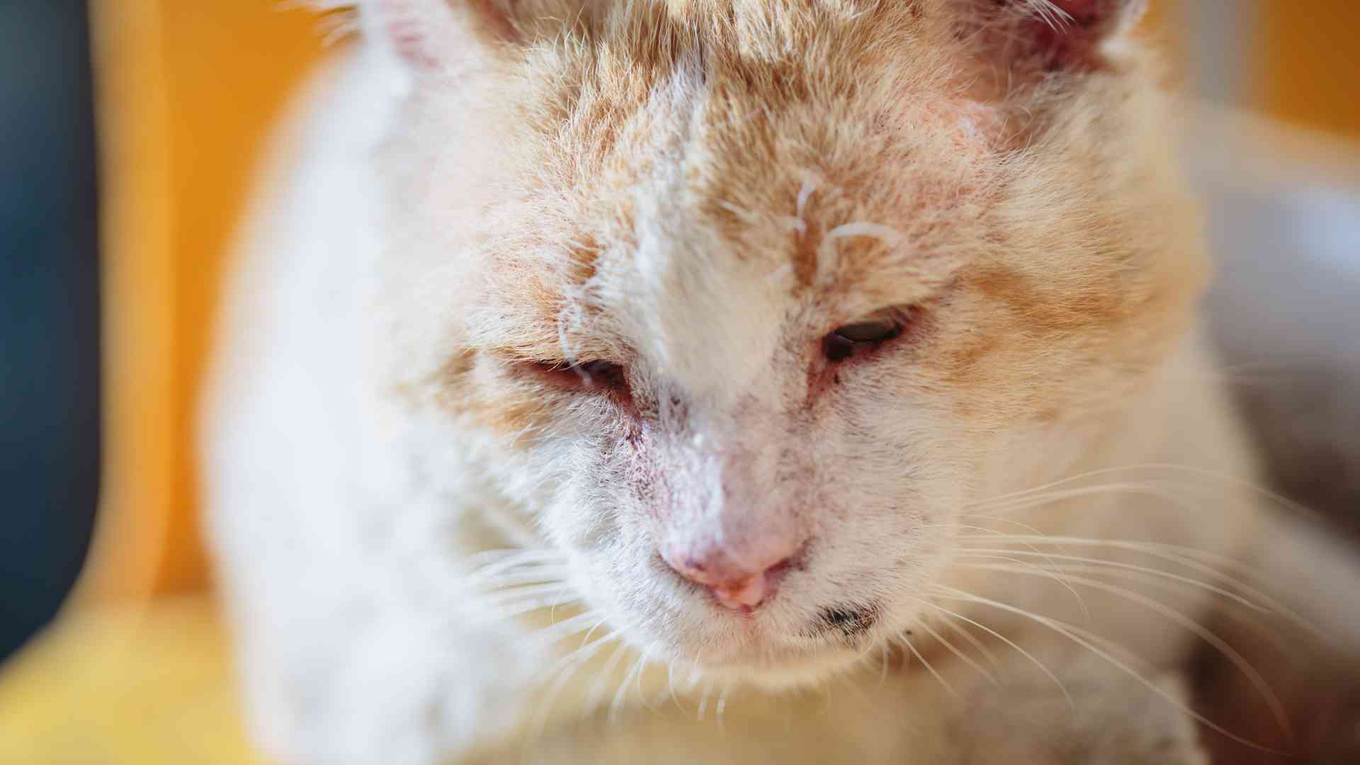 Screen_251028 Tote Katze Idafehn