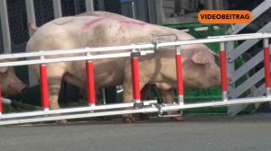 Screen_251028 VU Schweinelaster Lastrup