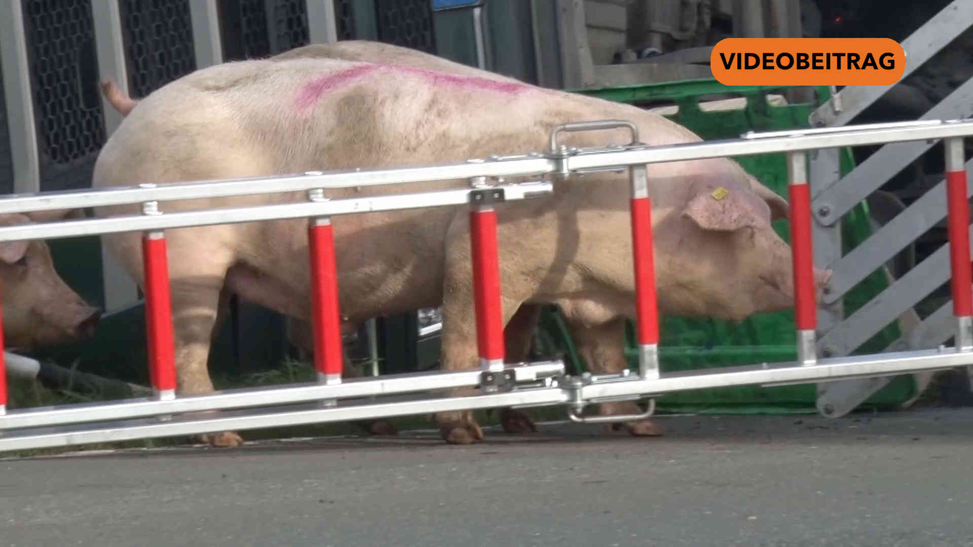 Screen_251028 VU Schweinelaster Lastrup