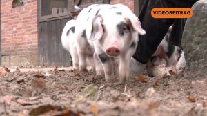 25 11 19 Schweine SCREEN