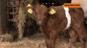 25 11 20 Tiernachwuchs Kuh SCREEN