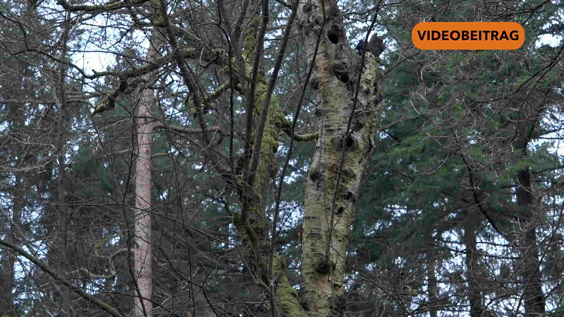 Papenburg plant neue Baumschutzsatzung