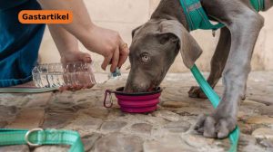 Screen_GB 251124 Tierfutter online