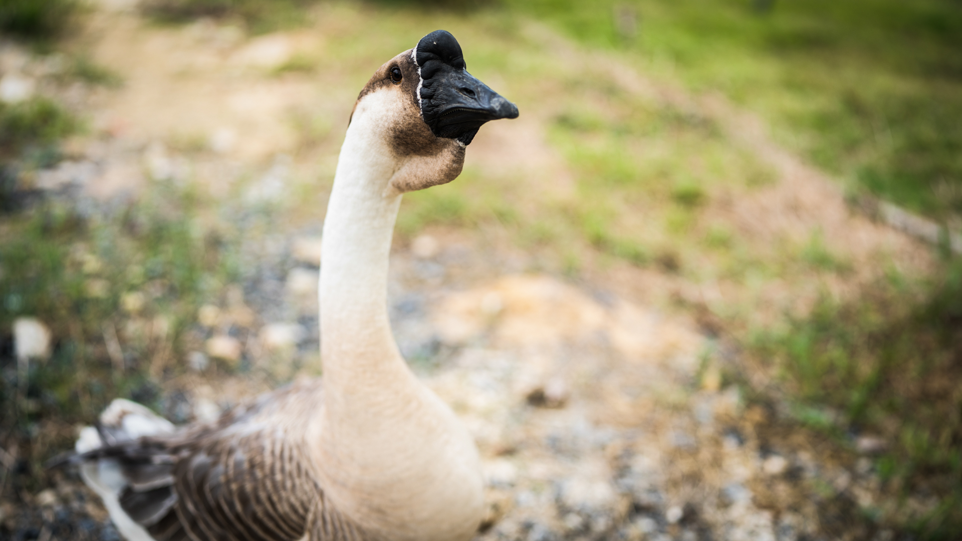 goose farming, animal living in nature farm, white goose bird or big duck with feather