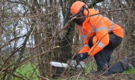 251210_Gehoelzrueckschnitt in der Gemeinde Geeste