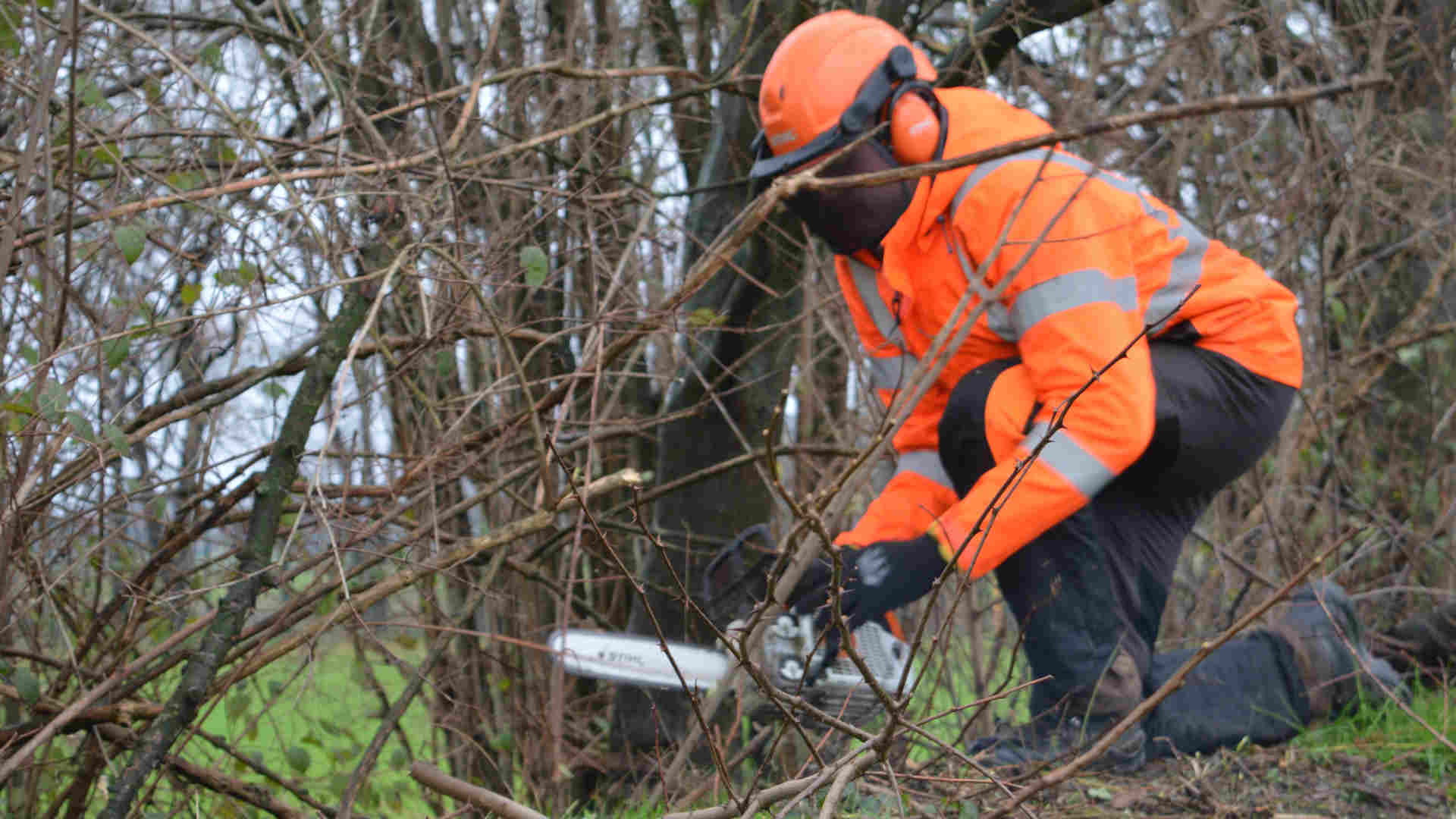 Gehölzrückschnitt in der Gemeinde Geeste