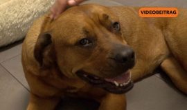 Screen_20251229_SilvesterFürvieleTiereeinAlbtraum