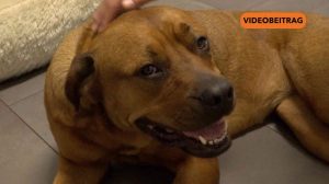 Screen_20251229_SilvesterFürvieleTiereeinAlbtraum