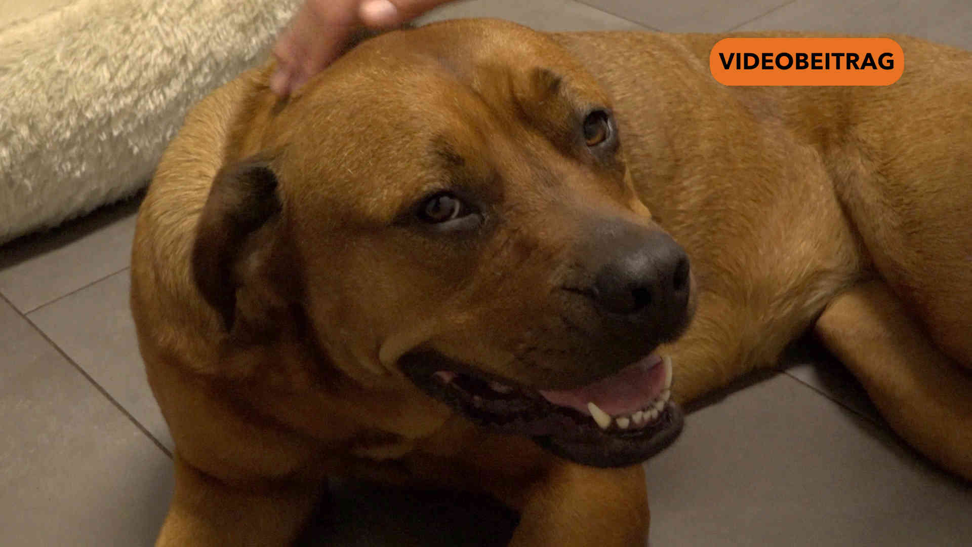 Screen_20251229_SilvesterFürvieleTiereeinAlbtraum