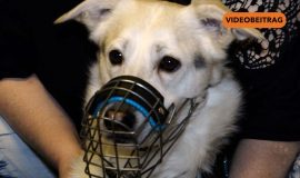 260112_Screen_Ein warmes Plätzchen für Tiere in Not