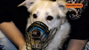 260112_Screen_Ein warmes Plätzchen für Tiere in Not