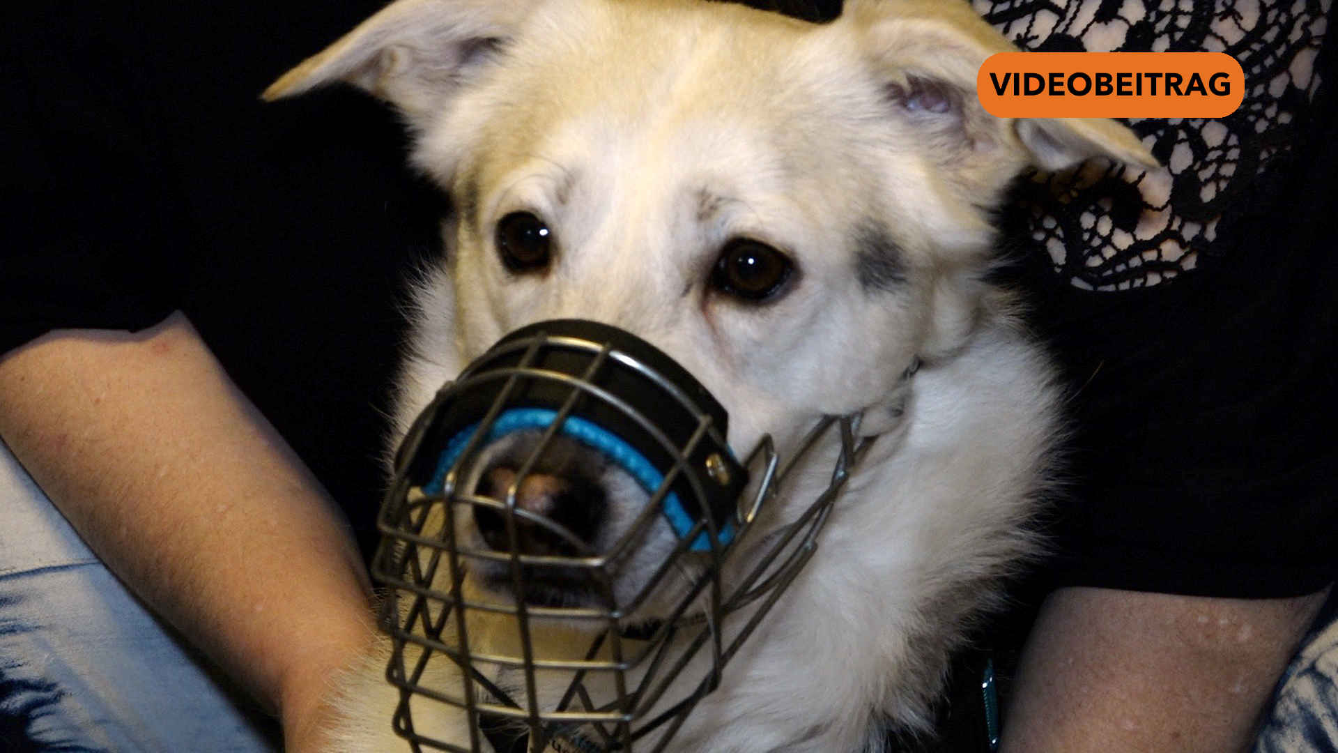 260112_Screen_Ein warmes Plätzchen für Tiere in Not