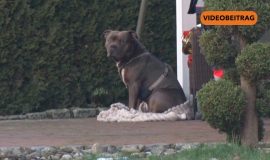 260114_Screen_So gehts mit dem Hund weiter