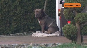 260114_Screen_So gehts mit dem Hund weiter