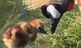 260121_Kronenkranich ist Zootier des Jahres