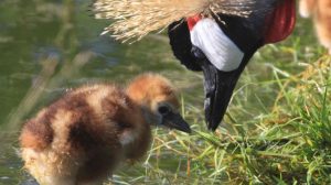 260121_Kronenkranich ist Zootier des Jahres