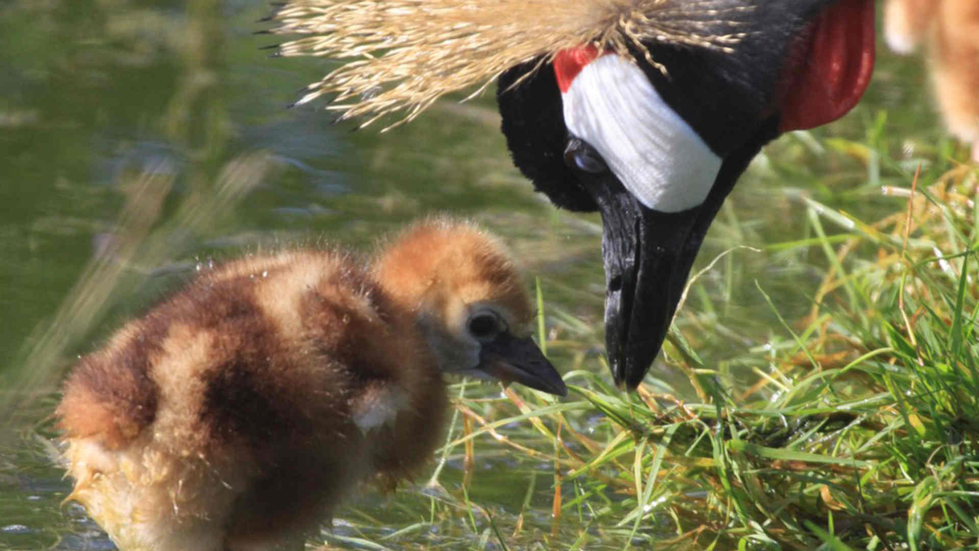260121_Kronenkranich ist Zootier des Jahres