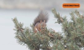 26 02 12 Eichhoernchen SCREEN