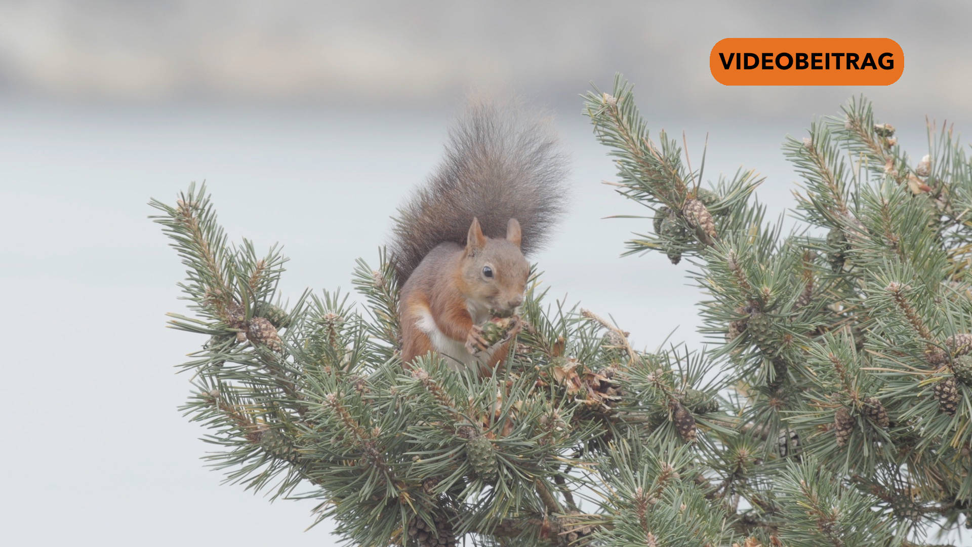 26 02 12 Eichhoernchen SCREEN