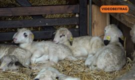 26 02 26 Tierpark Nordhorn Lammzeit2