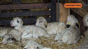 26 02 26 Tierpark Nordhorn Lammzeit2